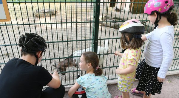 des-enfants-parmi-les-derniers-visiteurs-le-5-aout-dernier-devant-l-enclos-du-parc-a-chevres-photo-dna-franck-kobi-1660325639